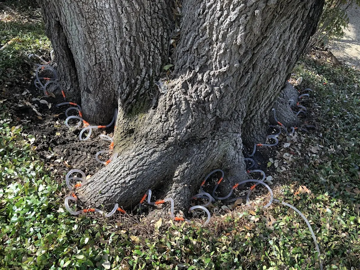 Detailed Tree Cabling and Bracing job site in Davisville