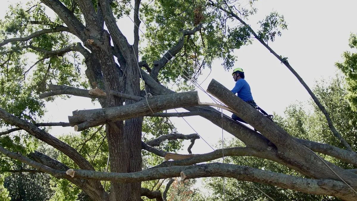 Professional Hazardous Tree Removal performed by certified arborists in Davisville