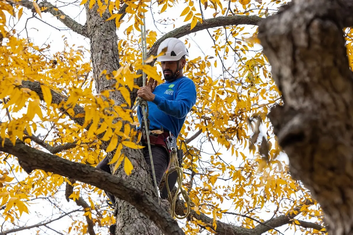 Skilled Tree Planting crew working in Davisville